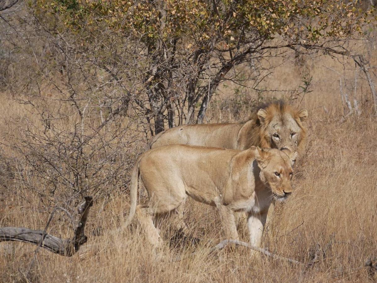 Mbizi Bush Lodge Grietjie Game Reserve Kültér fotó