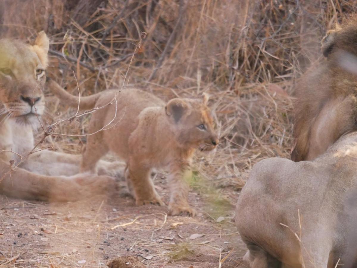 Mbizi Bush Lodge Grietjie Game Reserve Kültér fotó