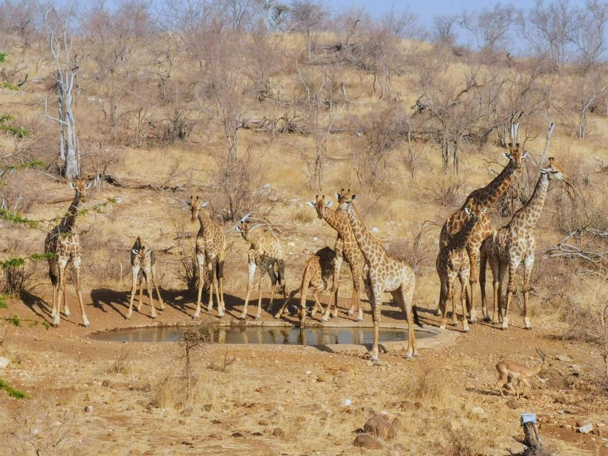 Mbizi Bush Lodge Grietjie Game Reserve Kültér fotó