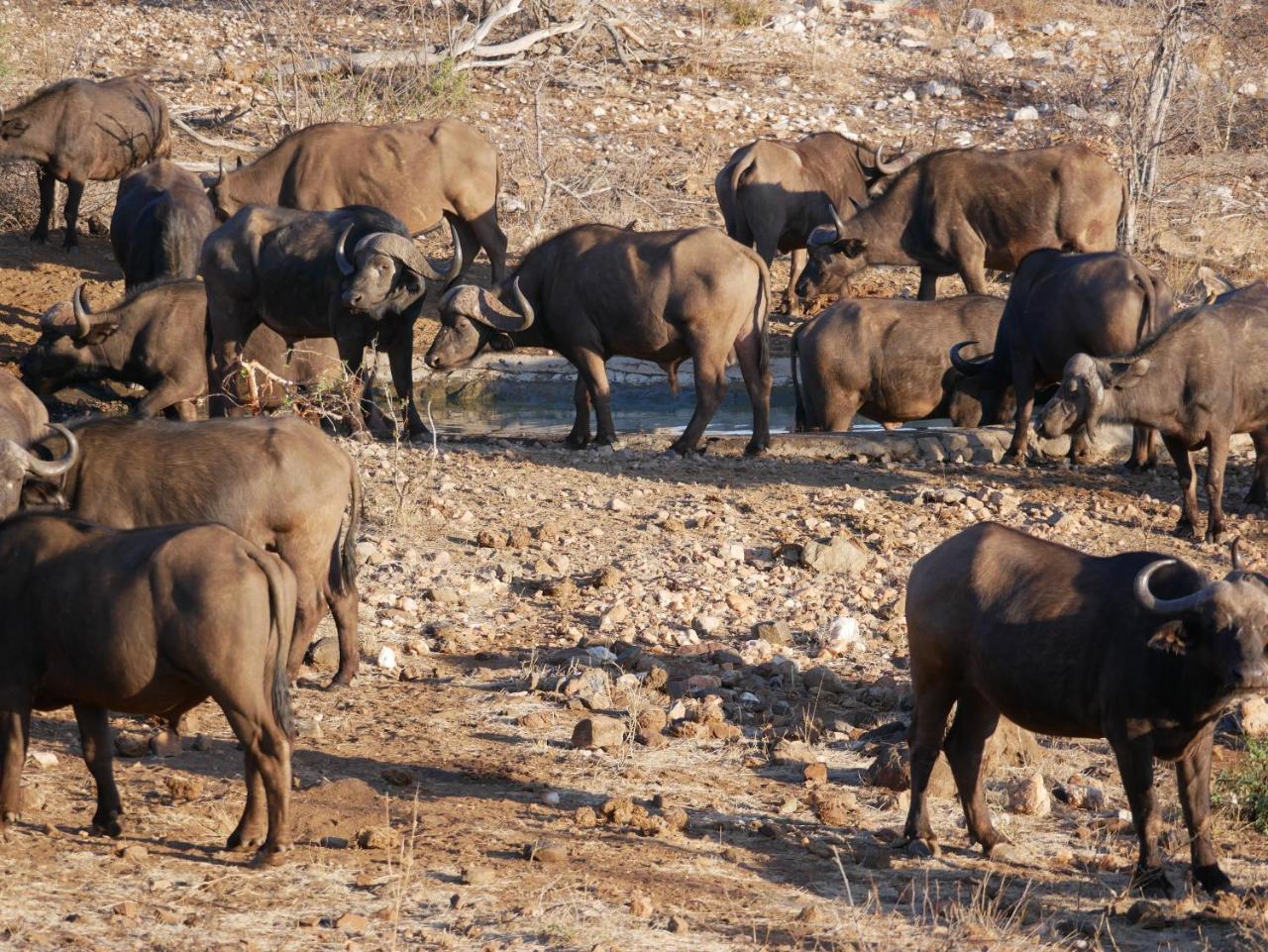 Mbizi Bush Lodge Grietjie Game Reserve Kültér fotó