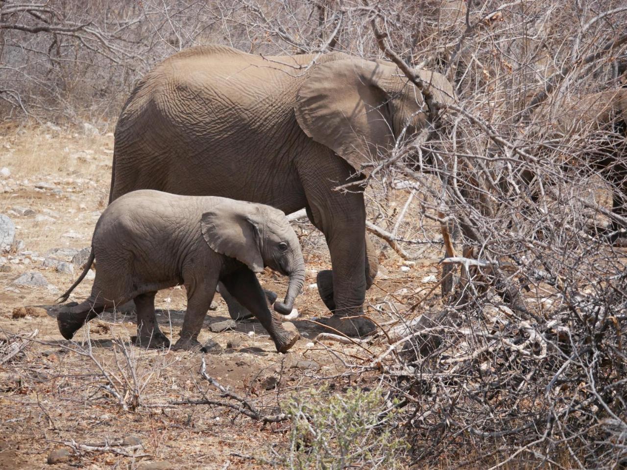 Mbizi Bush Lodge Grietjie Game Reserve Kültér fotó