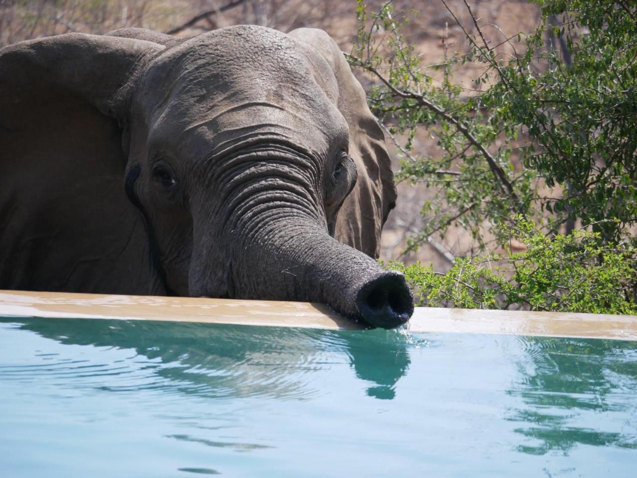 Mbizi Bush Lodge Grietjie Game Reserve Kültér fotó