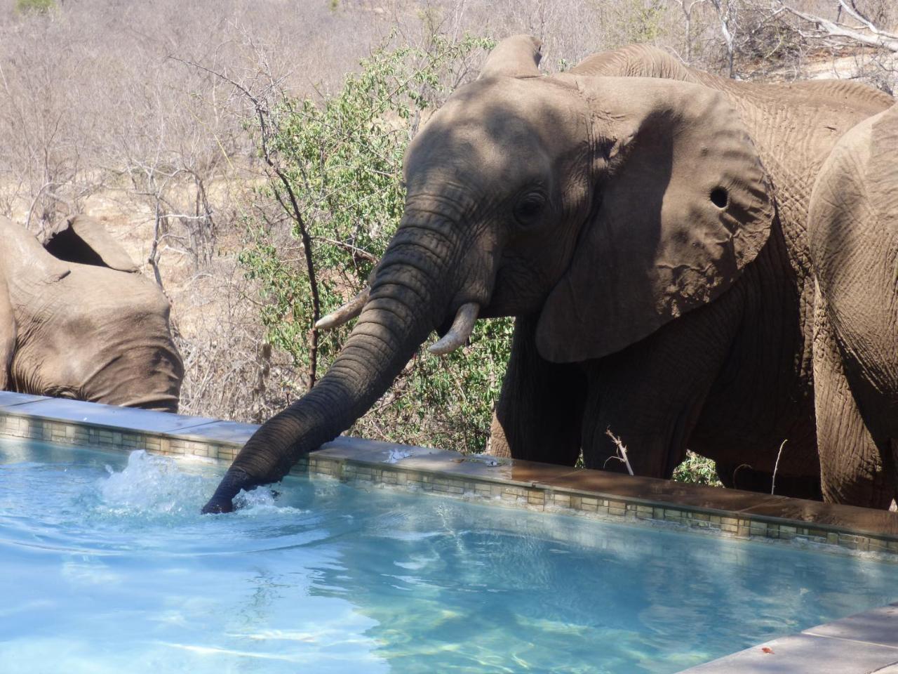 Mbizi Bush Lodge Grietjie Game Reserve Kültér fotó