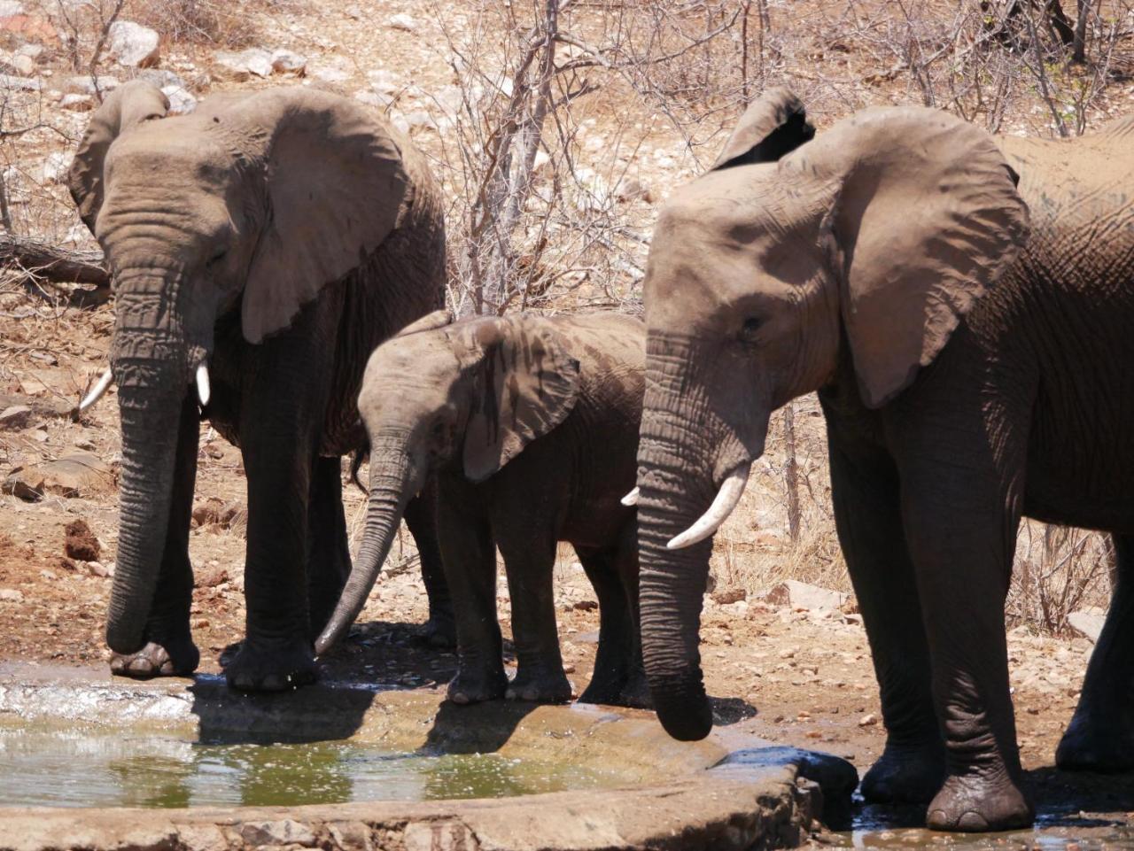 Mbizi Bush Lodge Grietjie Game Reserve Kültér fotó