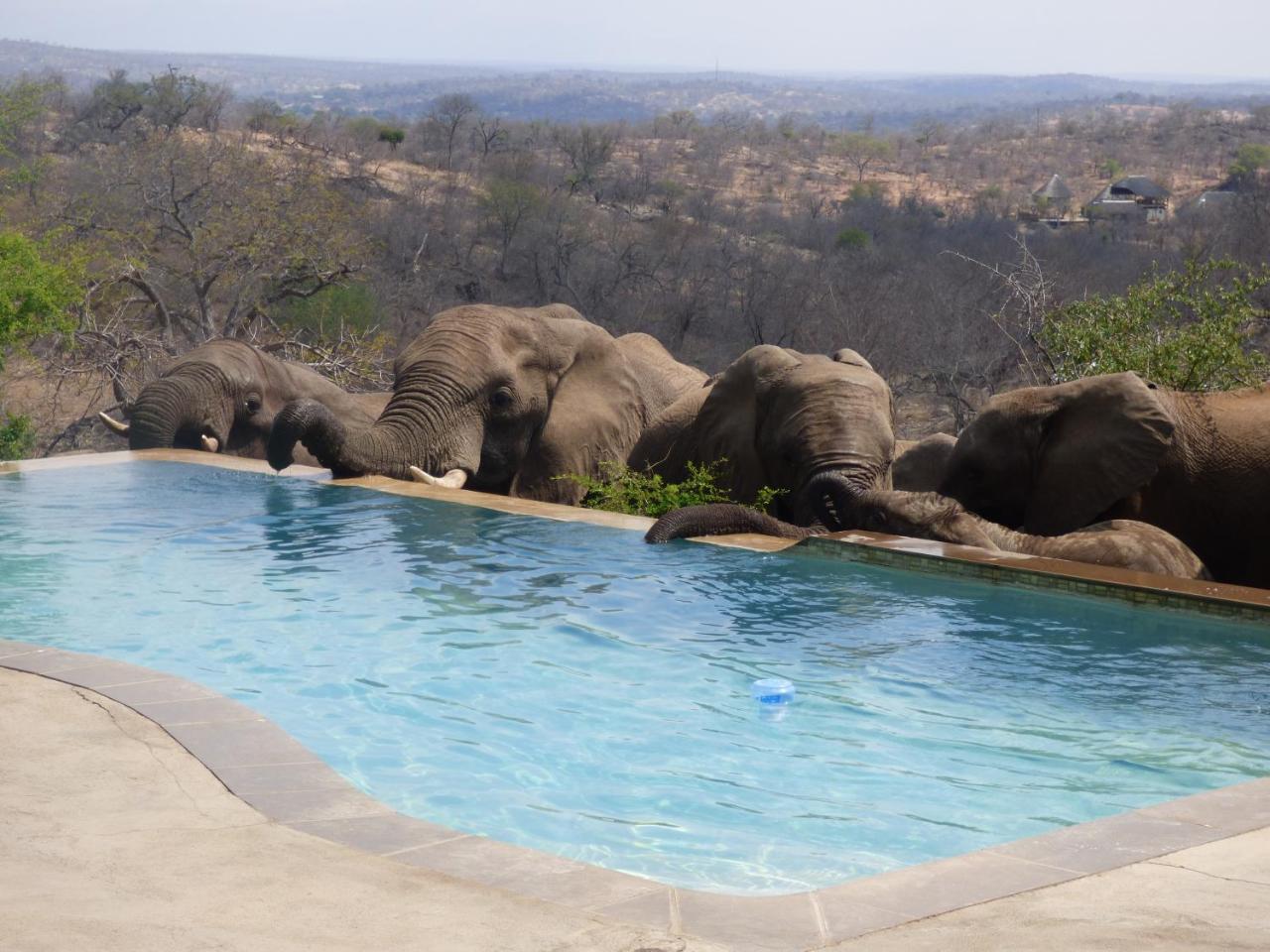 Mbizi Bush Lodge Grietjie Game Reserve Kültér fotó