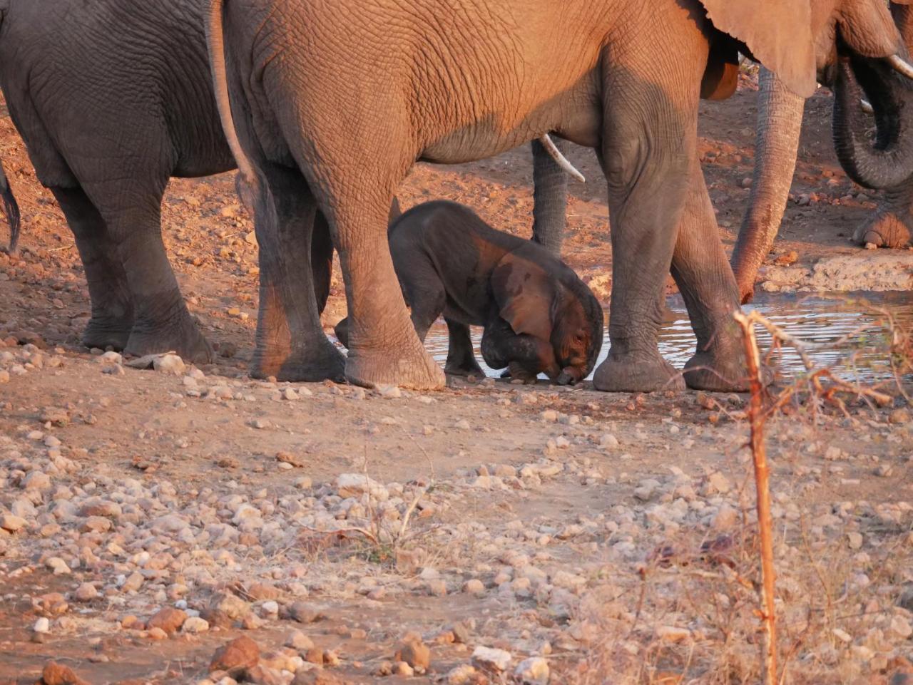 Mbizi Bush Lodge Grietjie Game Reserve Kültér fotó