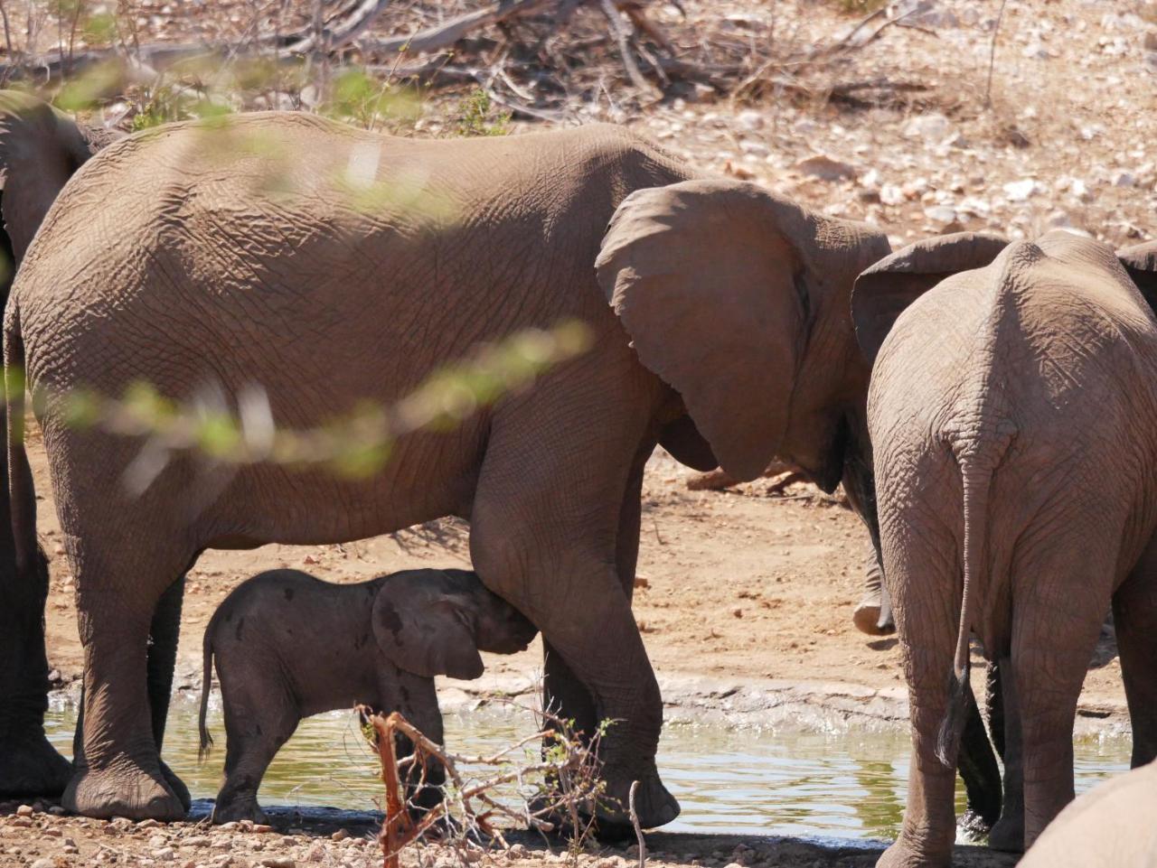 Mbizi Bush Lodge Grietjie Game Reserve Kültér fotó
