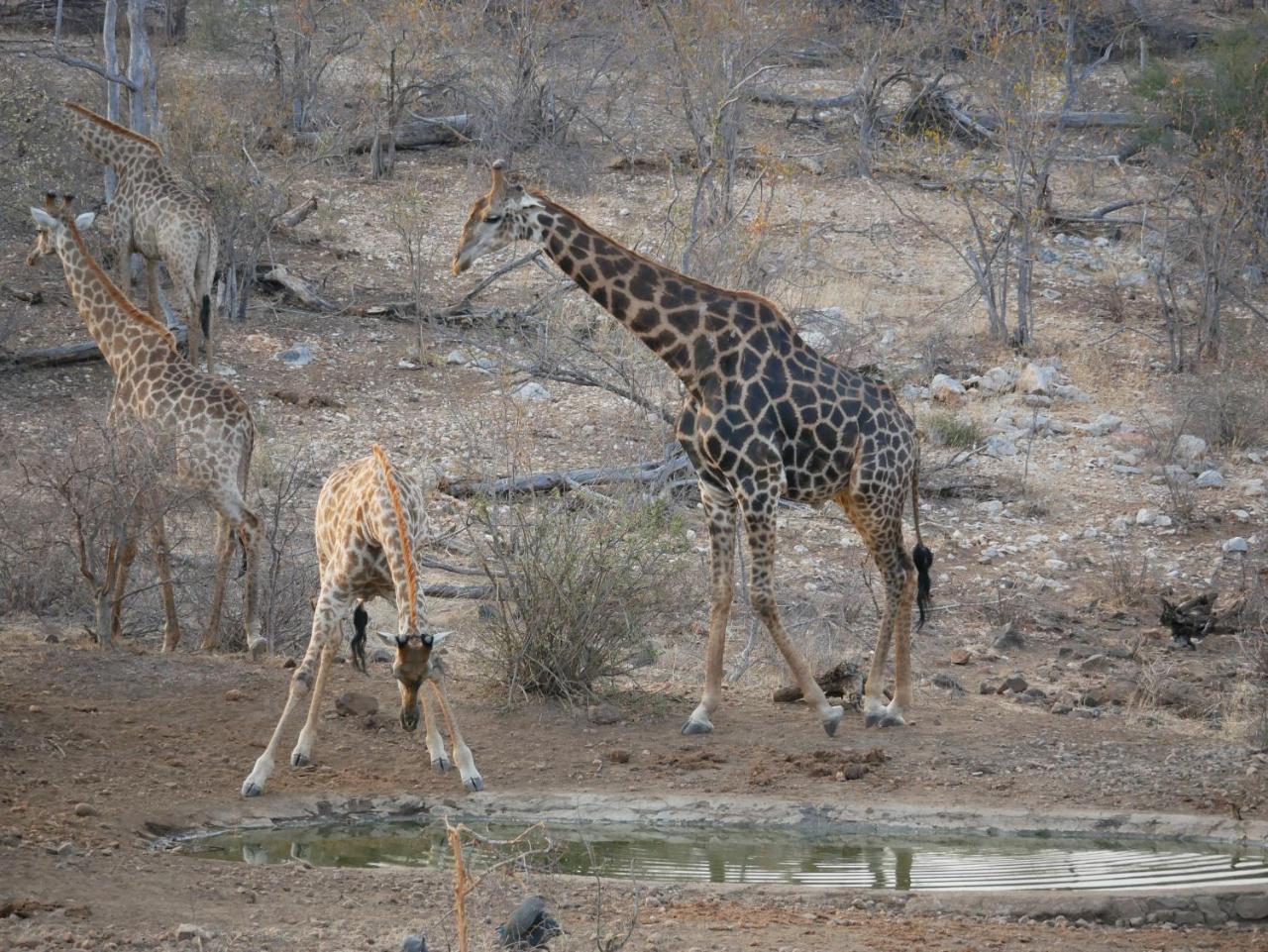 Mbizi Bush Lodge Grietjie Game Reserve Kültér fotó