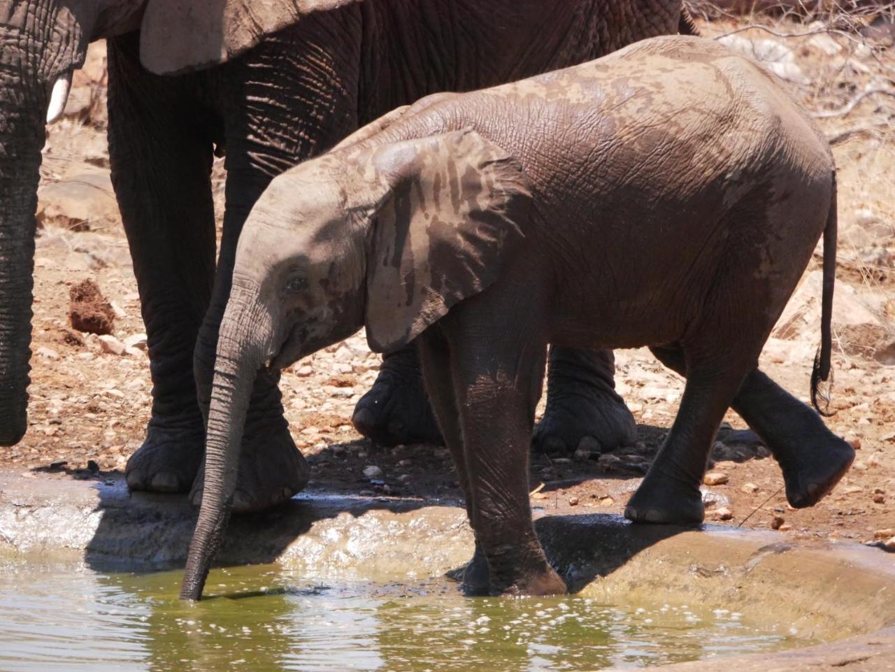 Mbizi Bush Lodge Grietjie Game Reserve Kültér fotó