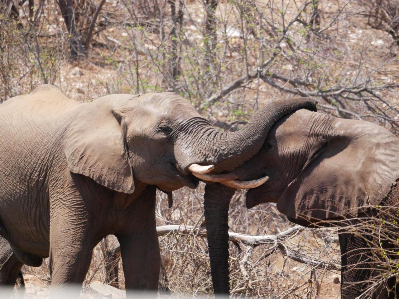 Mbizi Bush Lodge Grietjie Game Reserve Kültér fotó