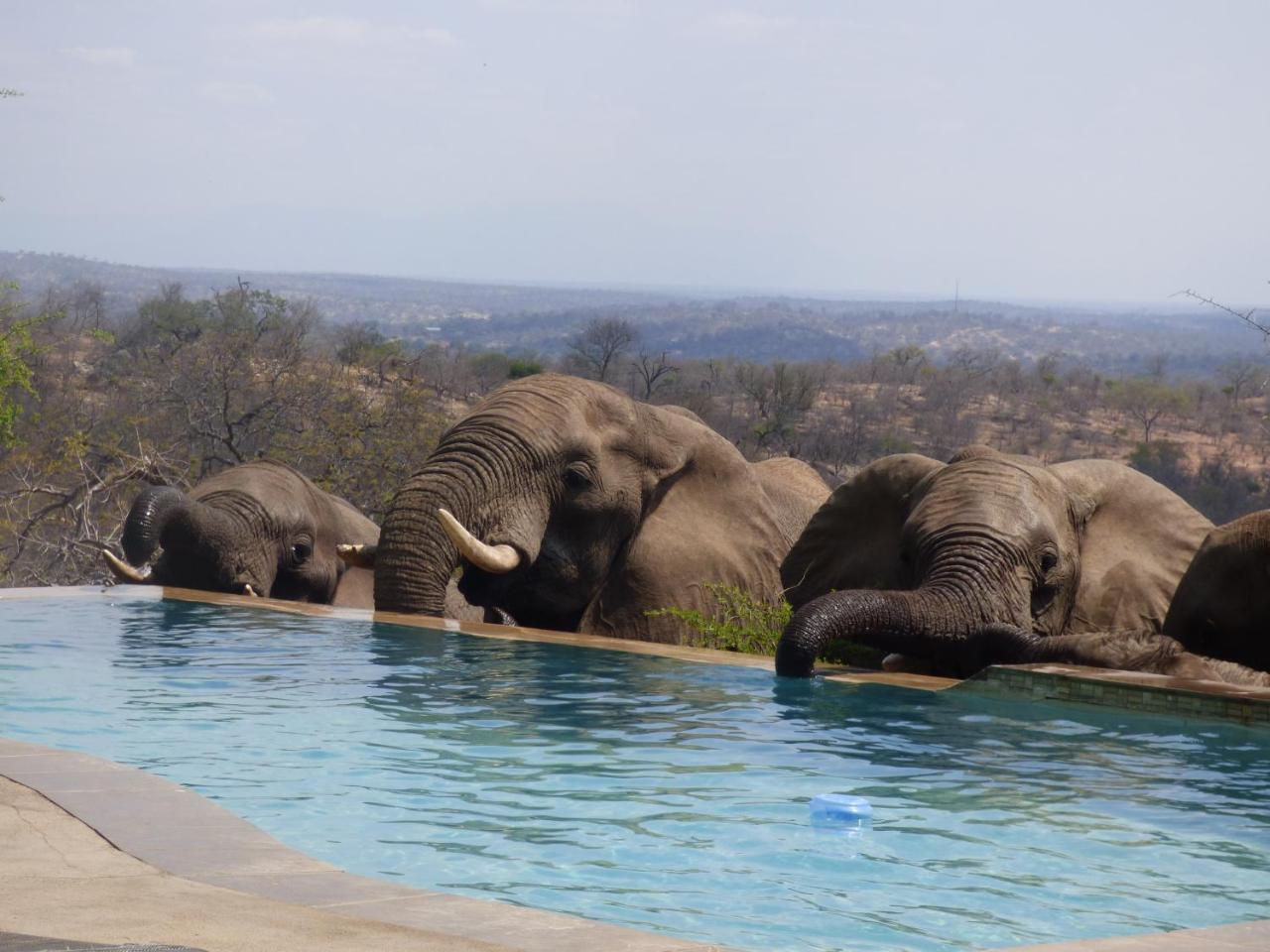Mbizi Bush Lodge Grietjie Game Reserve Kültér fotó