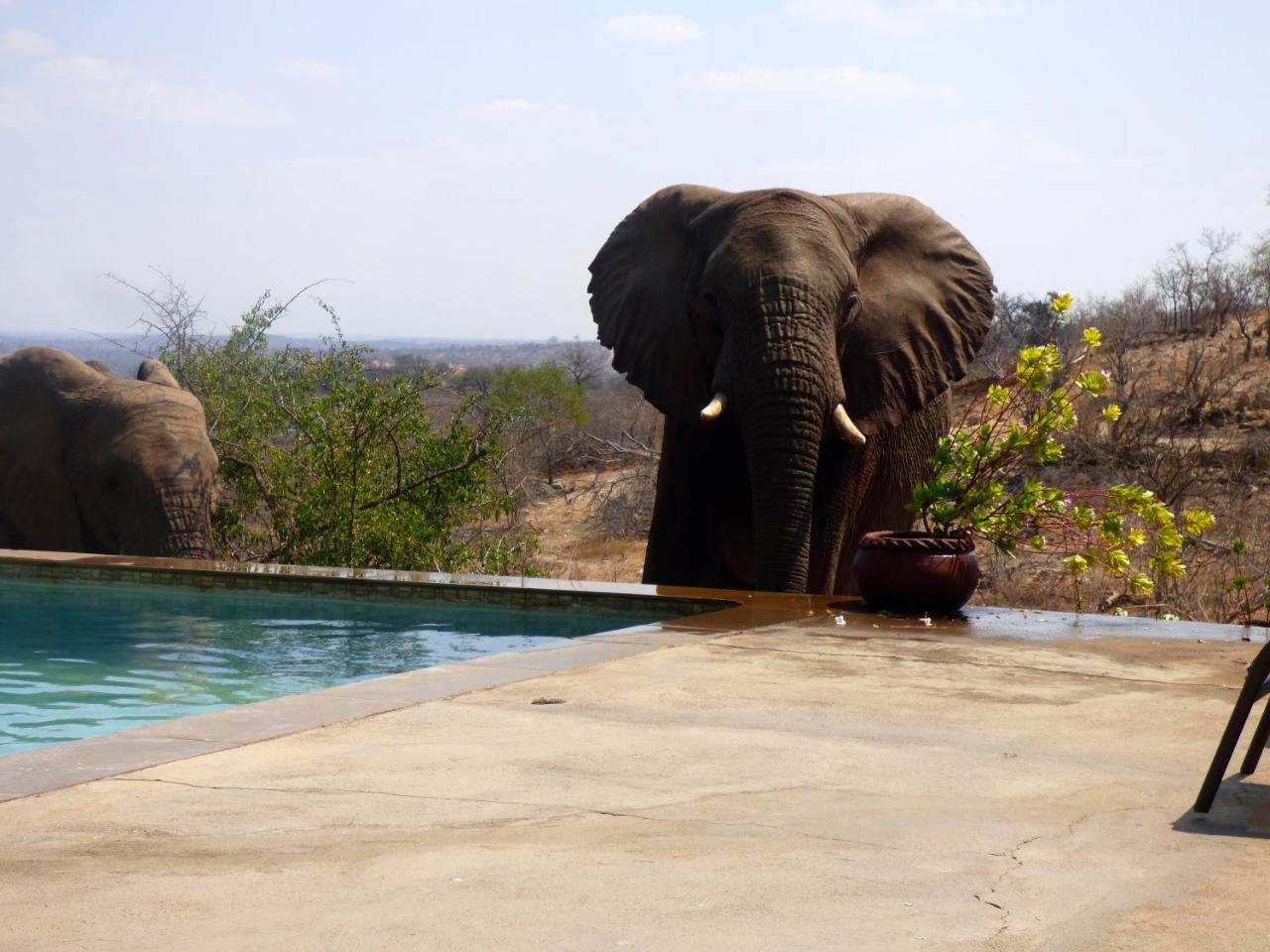 Mbizi Bush Lodge Grietjie Game Reserve Kültér fotó