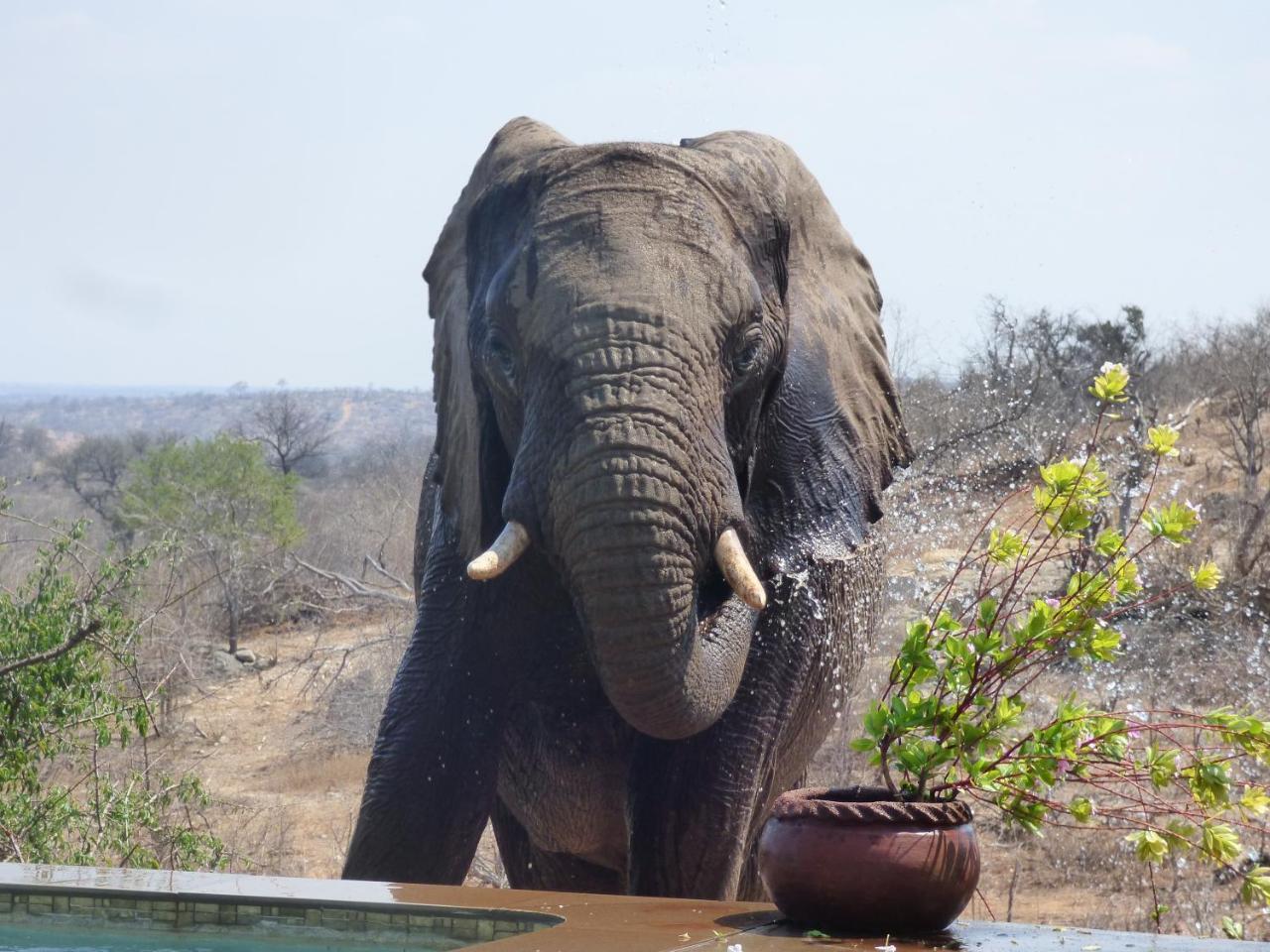 Mbizi Bush Lodge Grietjie Game Reserve Kültér fotó