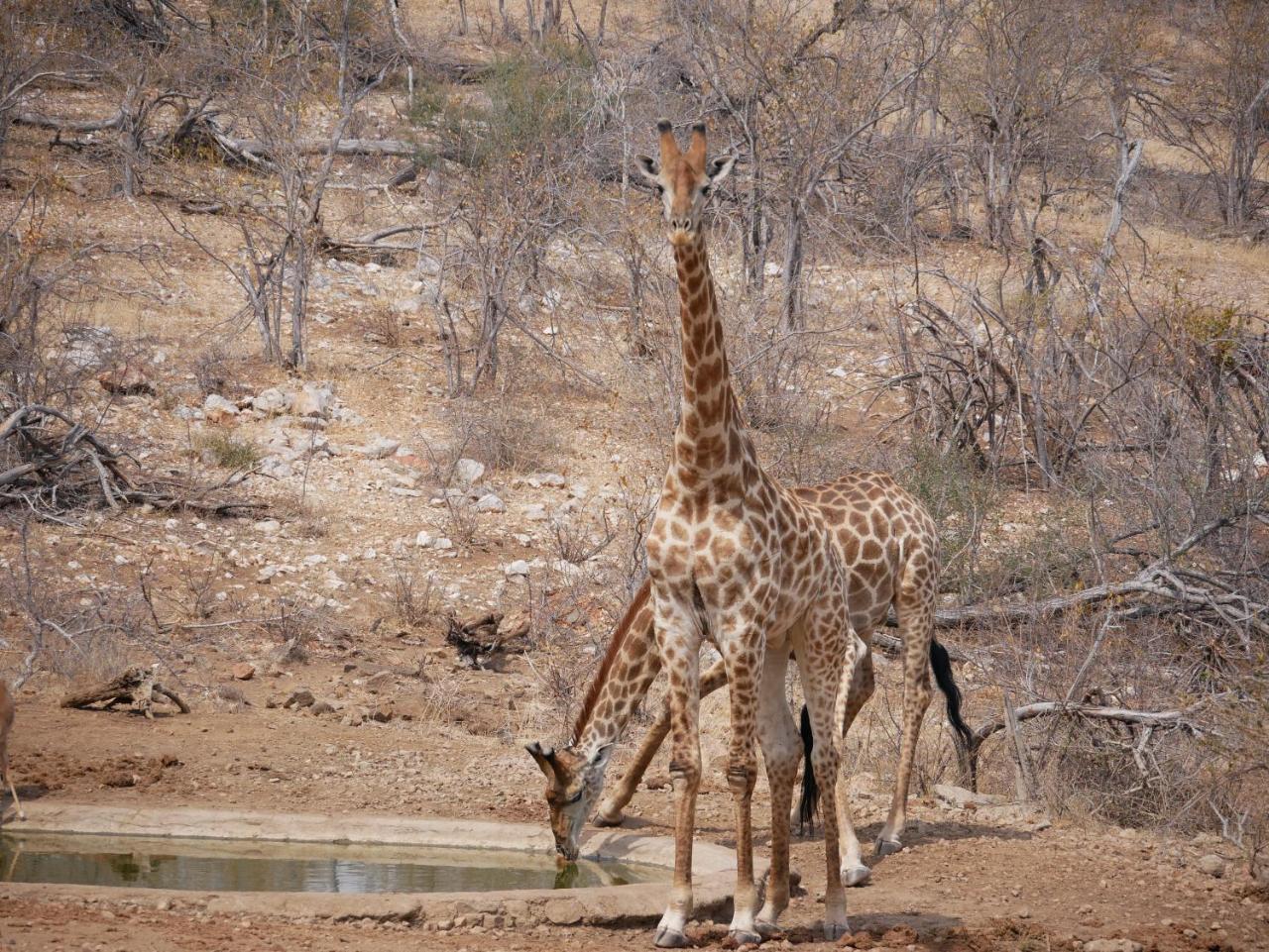 Mbizi Bush Lodge Grietjie Game Reserve Kültér fotó