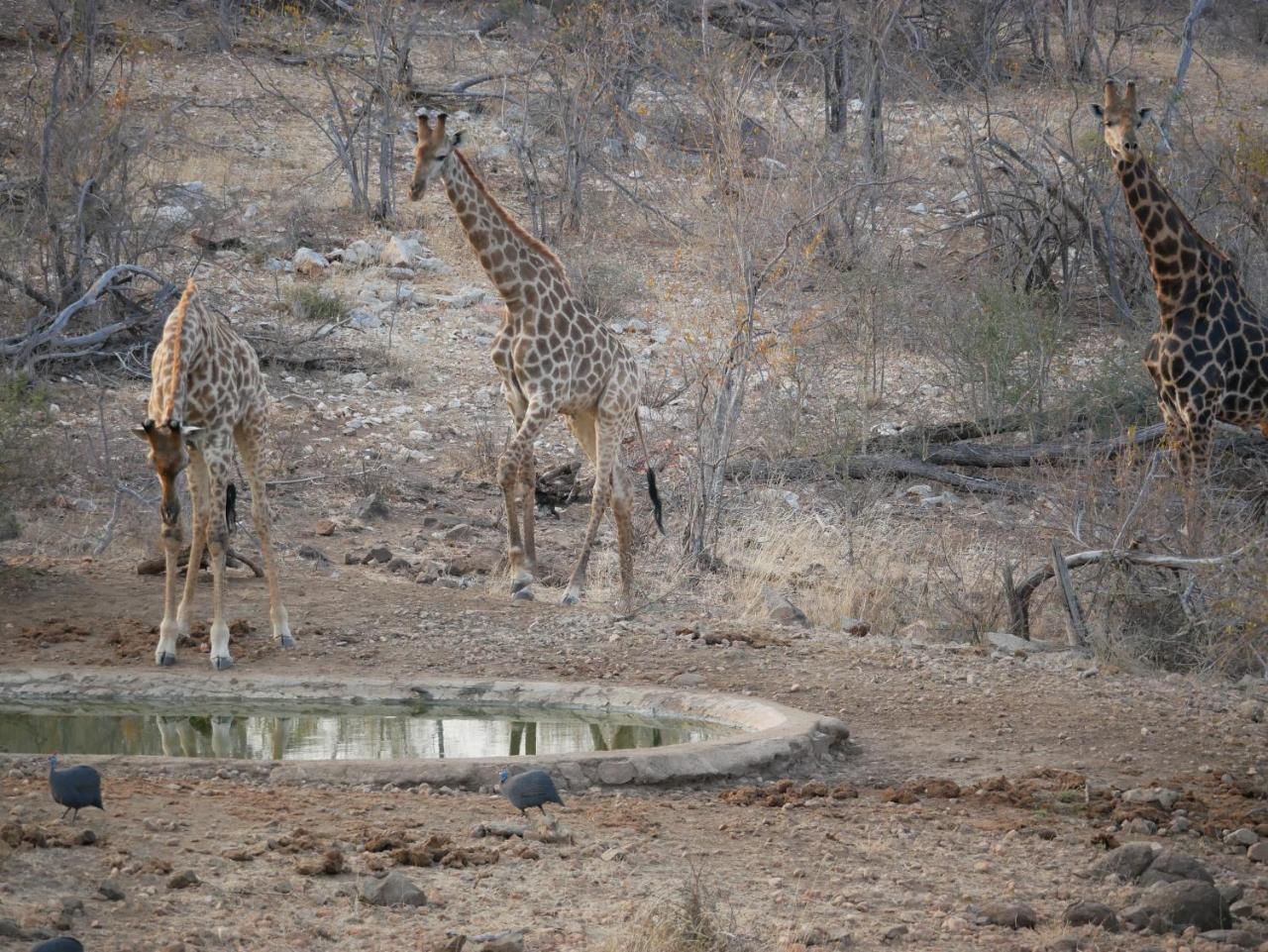 Mbizi Bush Lodge Grietjie Game Reserve Kültér fotó