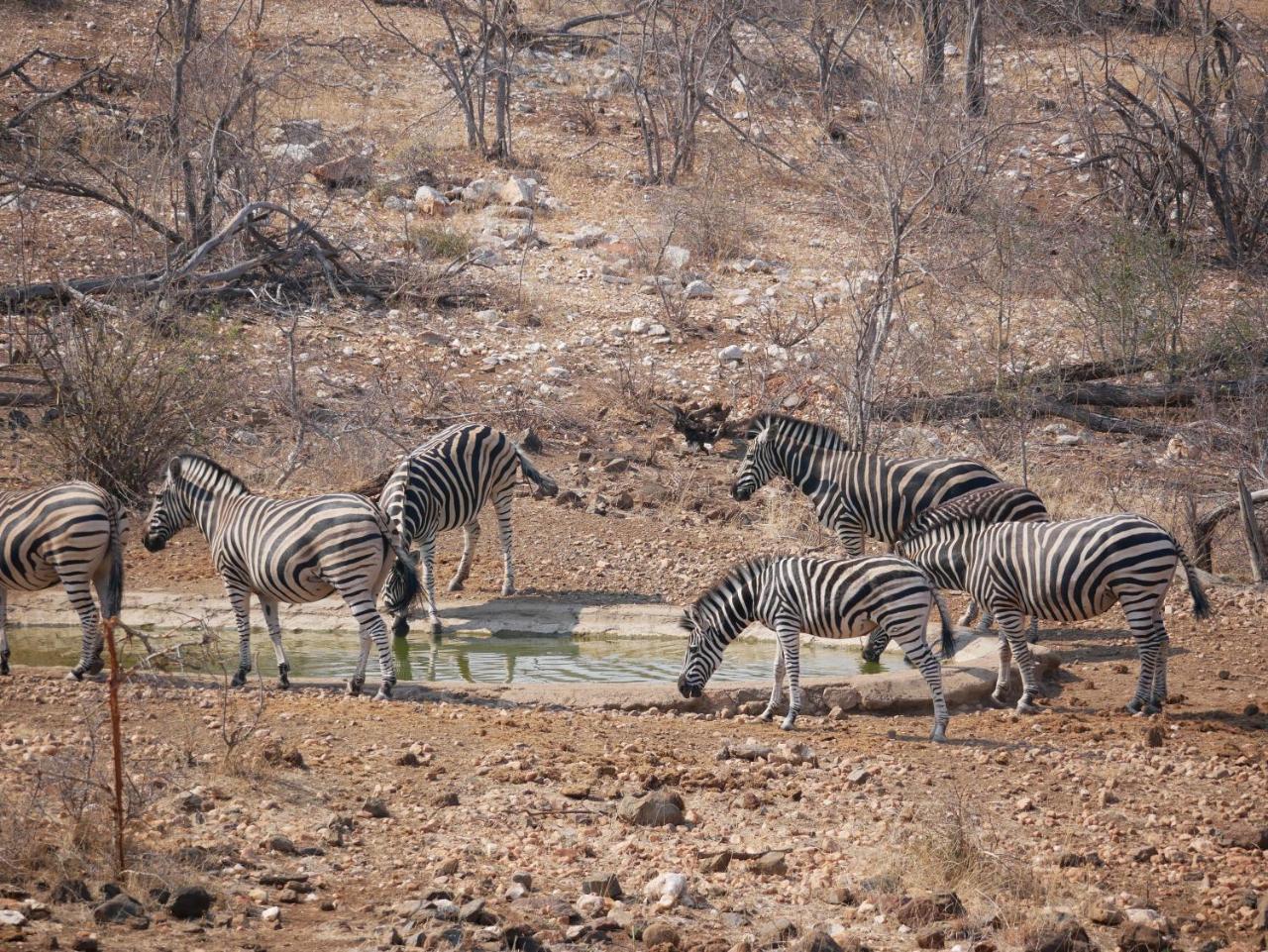 Mbizi Bush Lodge Grietjie Game Reserve Kültér fotó