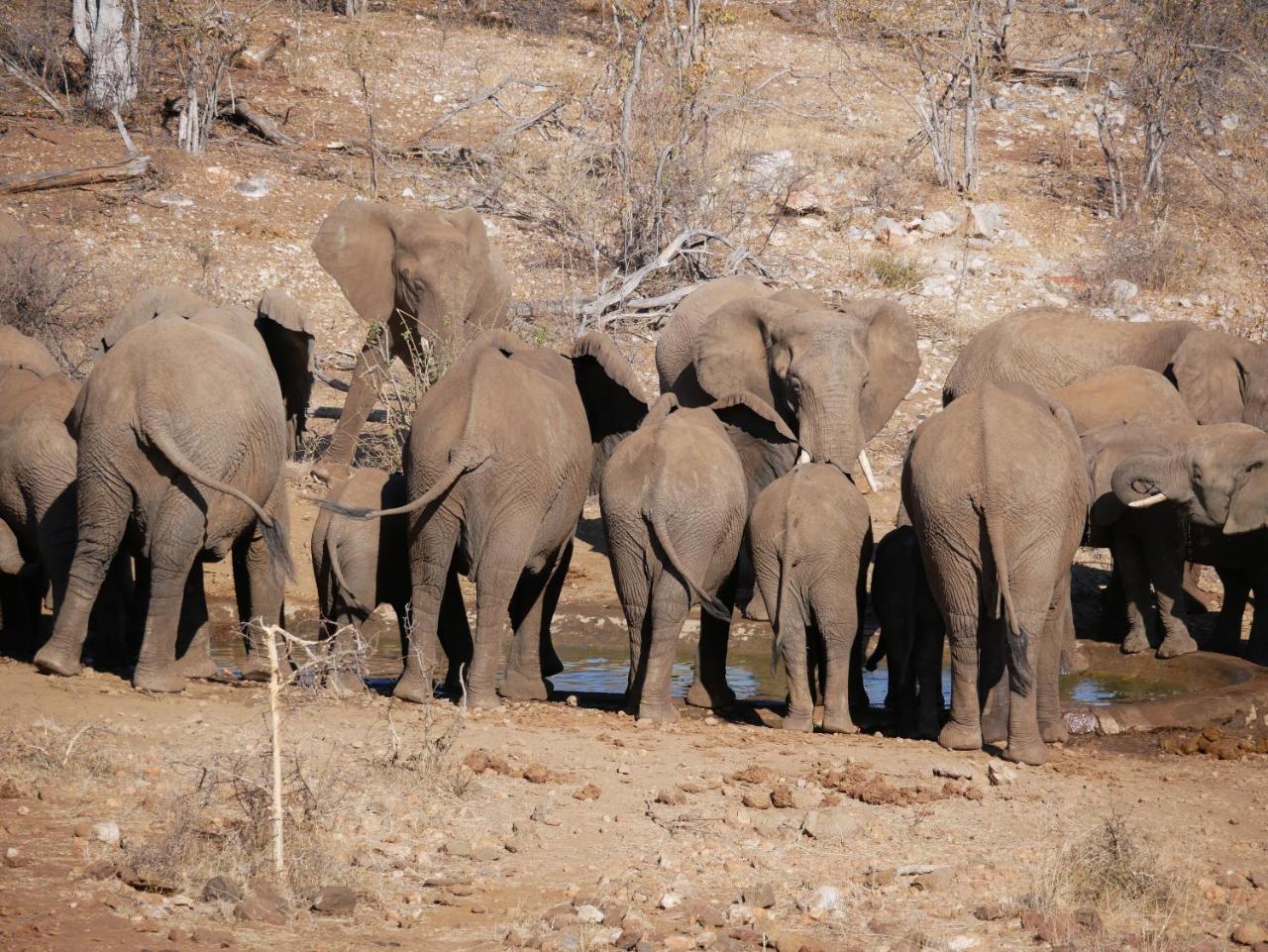 Mbizi Bush Lodge Grietjie Game Reserve Kültér fotó