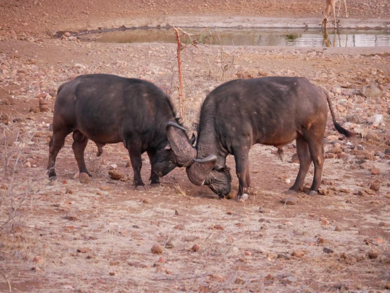 Mbizi Bush Lodge Grietjie Game Reserve Kültér fotó