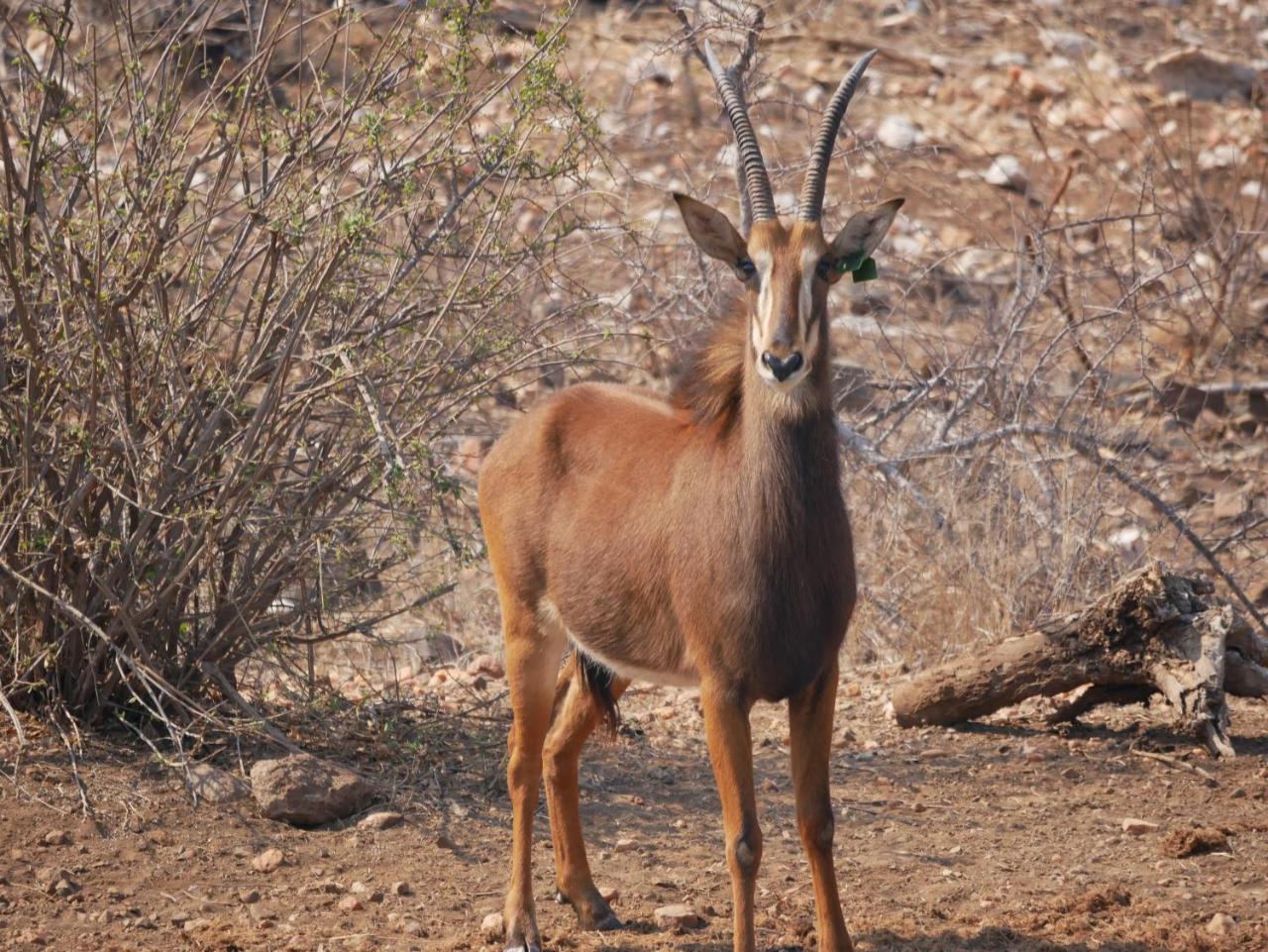 Mbizi Bush Lodge Grietjie Game Reserve Kültér fotó