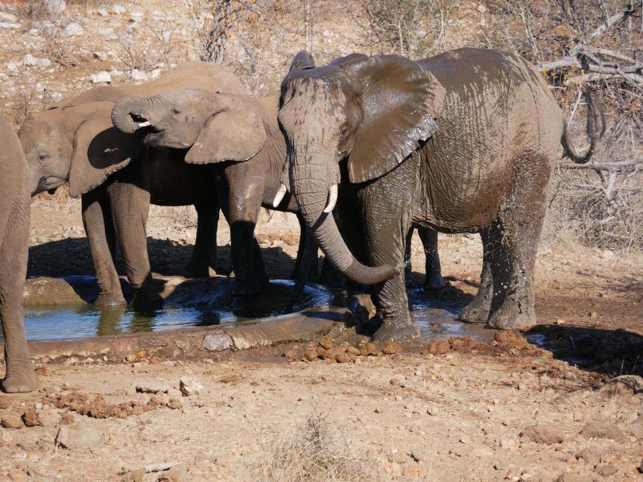 Mbizi Bush Lodge Grietjie Game Reserve Kültér fotó